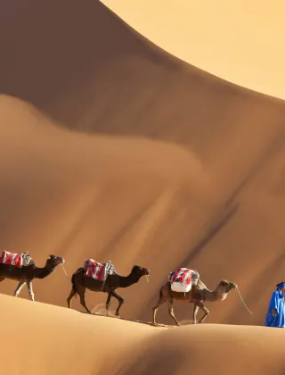 Camels in the Sahara Desert, luxury travel holiday to Morocco