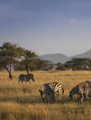Luxury travel holiday game drive with zebras in Serengeti National Park, Tanzania
