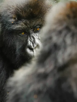 Mountain Gorillas spotted on a luxury travel gorilla trek in Rwanda.