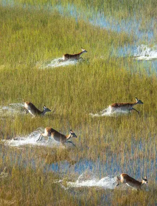 Antelopes in the Okavango Delta, Botswana.