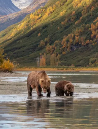Bears at Lake Clark National Park, luxury travel holiday, Alaska