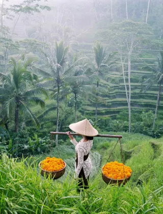Rice fields in Ubud, luxury travel holiday, Bali, Indonesia