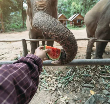 Handing feeding an elephant watermelon