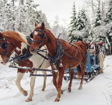 Group snow sleigh ride, Canada