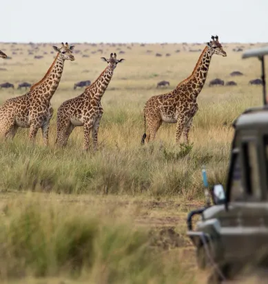 Kenya & Tanzania image