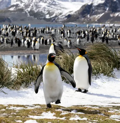 Salisbury Plain, South Georgia, luxury cruise holiday, Antarctica