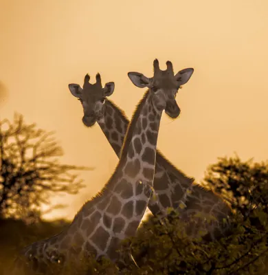 Giraffes at Etosha National Park, luxury travel holiday, Namibia.jpg