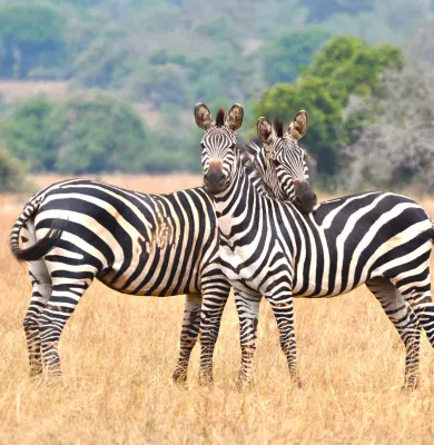 Zebras spotted on a luxury travel holiday to Akagera National Park in Rwanda.