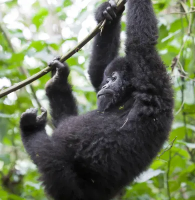 Mountain Gorillas spotted on a luxury travel gorilla trek in Rwanda.