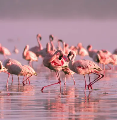 Flamingoes spotted at Lake Nayvasha, Kenya on a luxury travel holiday.