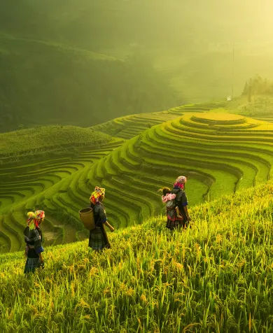 Rice fields in Vietnam