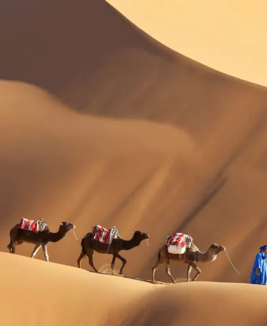 Camels in the Sahara Desert, luxury travel holiday to Morocco