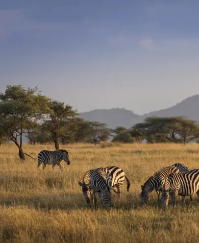 Luxury travel holiday game drive with zebras in Serengeti National Park, Tanzania