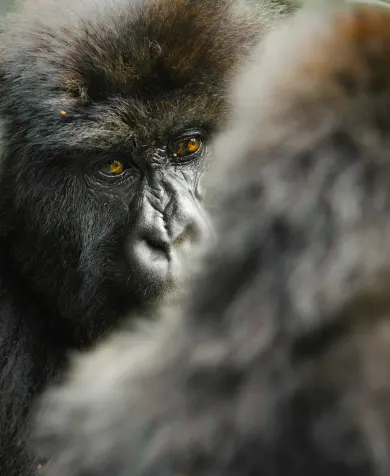 Mountain Gorillas spotted on a luxury travel gorilla trek in Rwanda.