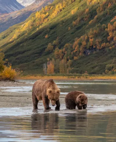 Bears at Lake Clark National Park, luxury travel holiday, Alaska