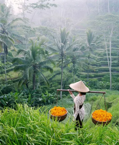 Rice fields in Ubud, luxury travel holiday, Bali, Indonesia