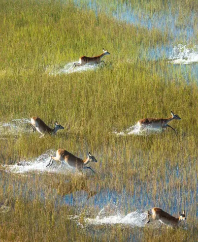 Antelopes in the Okavango Delta, Botswana.