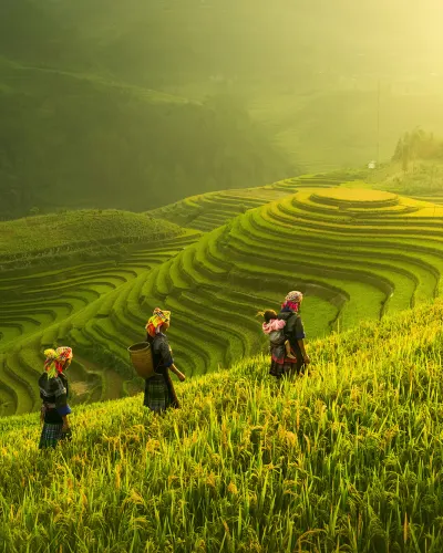 Rice fields in Vietnam