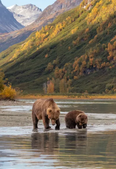 Bears at Lake Clark National Park, luxury travel holiday, Alaska