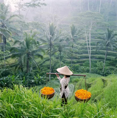 Rice fields in Ubud, luxury travel holiday, Bali, Indonesia