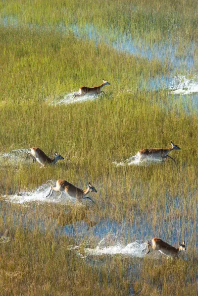 Antelopes in the Okavango Delta, Botswana.
