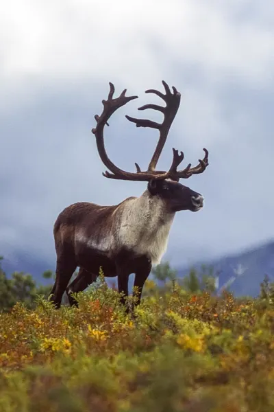 A lone caribou stands on the Alaskan tundra