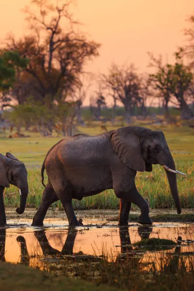 Elephants in Moremi Game Reserve, Botswana on a luxury travel holiday.