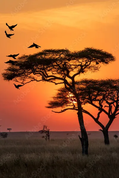 Preview_ Serengeti_Tanzania