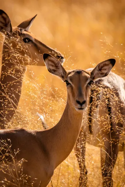 Impalas in the Okavango Delta Botswana