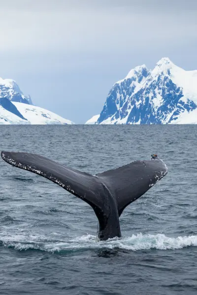 Whale, luxury cruise holiday to Antarctica
