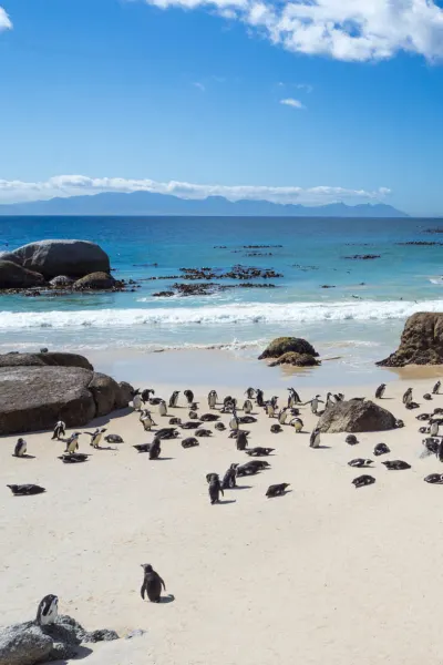 Luxury travel Penguins on Boulders Beach South Africa