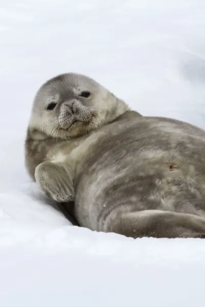 Weddell seal pup, luxury cruise holiday, Antarctica.