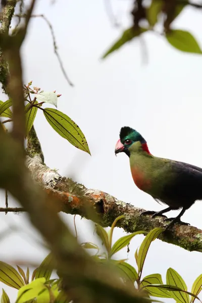 Bird spotting during a luxury travel holiday in Nyungwe National Park Rwanda