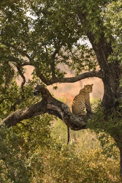 Leopard in Limpopo, South Africa, luxury travel holiday
