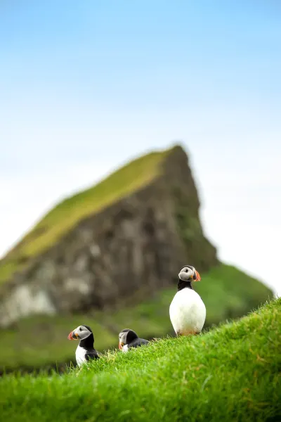 Puffins on Faroe Islands, luxury travel holiday, Denmark