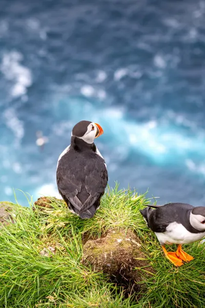 Puffins, luxury travel holiday, Iceland