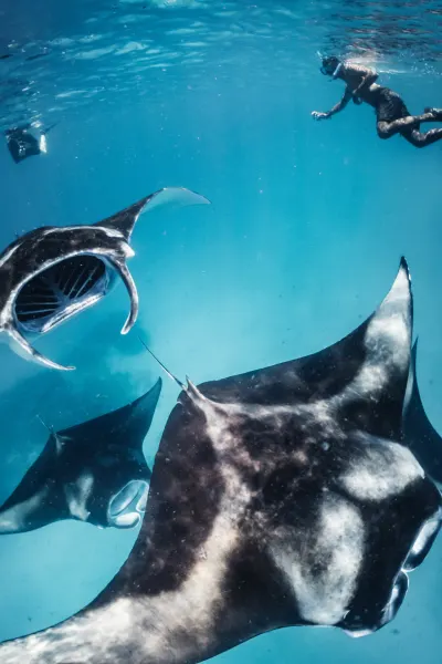 Manta Rays, luxury travel holiday, Maldives