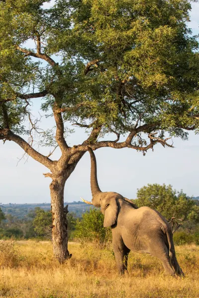 Elephant on a luxury game drive and safari, South Africa