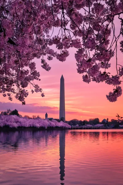 Cherry blossoms and the Washington Monument in Washington DC, luxury travel holiday, USA