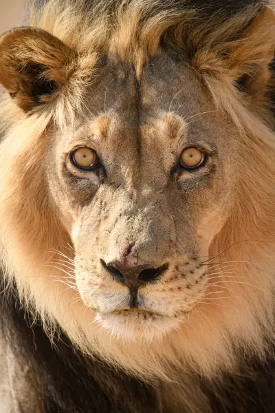 Lion, luxury travel holiday, South Africa