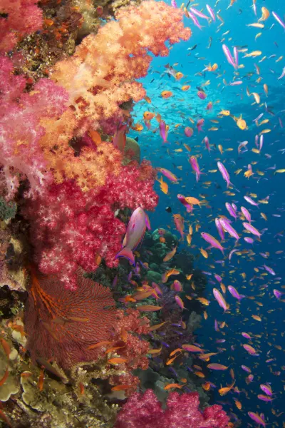 Underwater reef, luxury travel holiday, Fiji