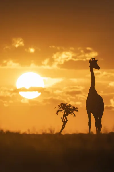 Giraffe, luxury travel holiday, Namibia