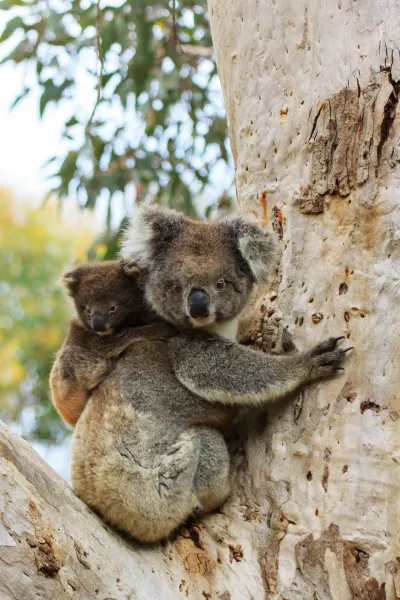 Koala, luxury travel holiday, Australia