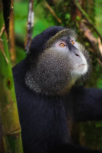 Chimpanzees spotted on a luxury travel holiday to Rwanda. 