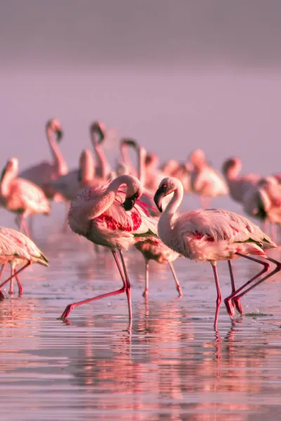 Flamingoes spotted at Lake Nayvasha, Kenya on a luxury travel holiday.