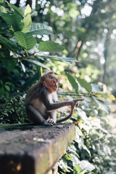 Ubud Monkey Forest, luxury travel holiday, Bali.