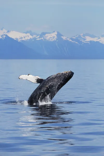 Humpback whale spotting during a luxury travel holiday to Alaska