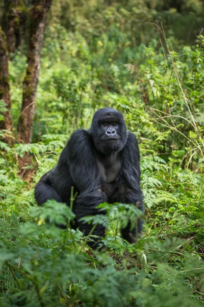 Mountain Gorillas spotted on a luxury travel gorilla trek in Rwanda.