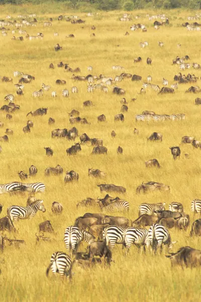 Luxury travel holiday to Masai Mara National Reserve, Kenya