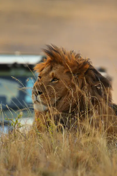 Kenya Lion